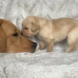 Labrador Retriever Puppies from Allie’s Way Labradors