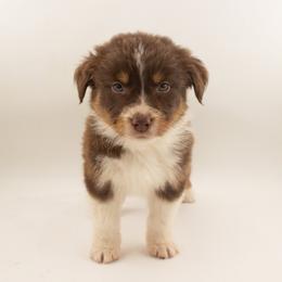 Bunny - Red tri-color male Australian Shepherd puppy in Placerville, California from BFF Aussies