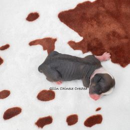 Chinese Crested Puppies from Qilin Chinese Crested