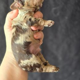 Crunch - Merle male Cockapoo puppy in Dayton, Ohio from Batdogsndoodles