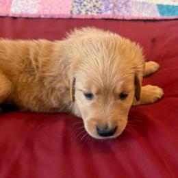 Mr. Orange - Golden male Golden Retriever puppy in Brentwood, California from Golden M Family Farms