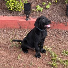 Yellow - Black male Labrador Retriever puppy in Monticello, Georgia from Hollow Meadows Retrievers