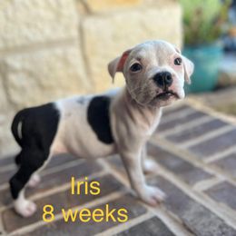 American Staffordshire Terrier Puppies from Winterwood Amstaffs