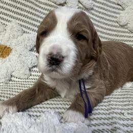 Wyatt - Red  male Goldendoodle puppy in Placerville, California from New Dawn Poodles and Doodles