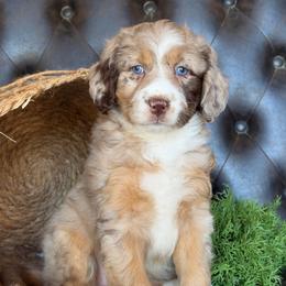 Clara- Has Videos - Red merle female Aussiedoodle puppy in Troy, South Carolina from Lana Corley- Australian Shepherds of 3/W Farms