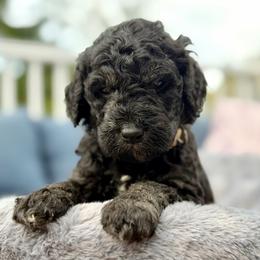 Porter - Phantom male Goldendoodle puppy in Rainier, Oregon from Beaver Springs Puppies