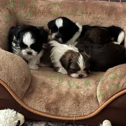 Shih Tzus from Shihtzu Happen