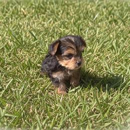 Tootsie - Black and tan male Yorkshire Terrier puppy in Navarre, Florida from KAYY services