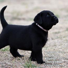 Francy Girl 1 - Purple Collar - Black female Labrador Retriever puppy in Point, Texas from Lakylu Kennels