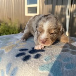 Boy 4 - Red merle male Miniature Australian Shepherd puppy in Arcadia, Indiana from Sunset Cowgirl Mini Aussies