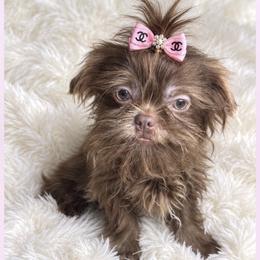 Amethysta - Chocolate female Shih Tzu puppy in Columbia, Kentucky from Lisa Bandy Luxe Shih Tzu