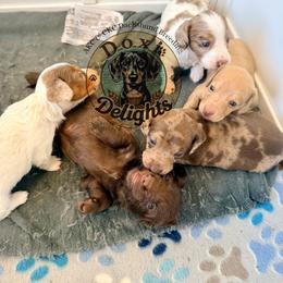 Dachshund Puppies from Doxi Delights AKC Miniature Dachshunds