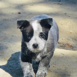 Ace - Blue male Australian Cattle Dog puppy in Redding, California from Macushla Kennel