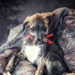 Irish Wolfhound Puppies from Westover Wolfhounds