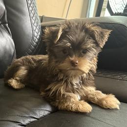 Lucky AKC - Chocolate and tan male Yorkshire Terrier puppy in Labelle, Florida from Chocolate and Parti Yorkies in Florida
