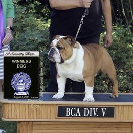 Rudy - Bulldog