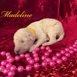 Madeline - Cream female Poodle puppy in Port Orange, Florida from Daytona’s Standard Poodles