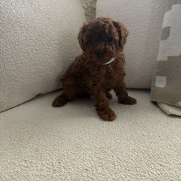 Cherry - Red  female Poodle puppy in Fresno, California from Bri’s Toy Poodles