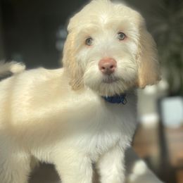 Cole - Cream male Labradoodle puppy in San Antonio, Texas from I Love U Back Labradoodles, LLC