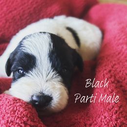 Miniature Schnauzer and Poodle Puppies from Bobo’s Babies Miniature Schnauzers and Poodles
