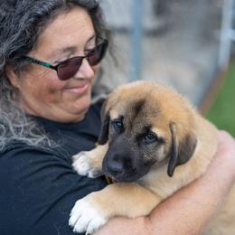 Anatolian Shepherd Dog Puppies from Fiddler’s Dream Anatolians