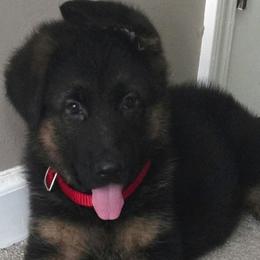 Male Puppy 2 - Black and red male German Shepherd puppy in Pocono Ranch Lands, Pennsylvania from Vom Haus Pharoah German Shepherd