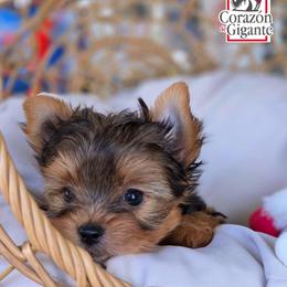 Kitana - Black and tan female Yorkshire Terrier puppy in California from Corazon de gigante