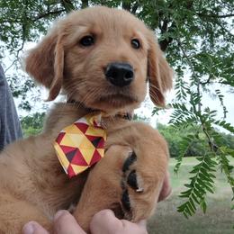 Golden Retriever Puppies from NORTHERN LIGHTS GOLDENS