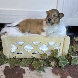 Dustin - Sable male Collie puppy in Chilhowie, Virginia from Jolly Collies
