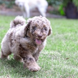 Waffles - Merle Bernedoodle puppy in Columbus, Georgia from Woofington Place Doodles