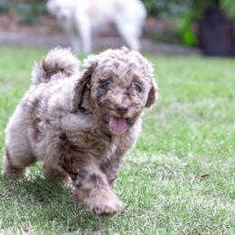 Waffles - Merle Bernedoodle puppy in Columbus, Georgia from Woofington Place Doodles