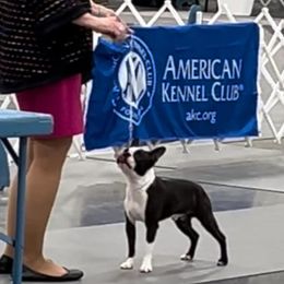 Boston Terrier puppies from J-Orin