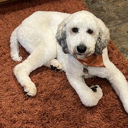 German Shepherds from The Dog House