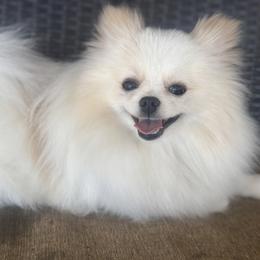 Tillie - Pomeranian