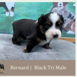 Miniature American Shepherd Puppies from Jennifer Shaneberger