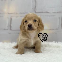 Douglas - Cream male Dachshund puppy in Nashville, Arkansas from Cuddles n Curls