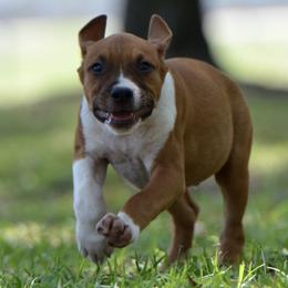 Starburst - Red male American Staffordshire Terrier puppy in St. Augustine, Florida from LBK & Ancient City