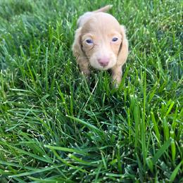 Dolly - Fawn (Isabella) female Dachshund puppy in Vacaville, California from SchmooterBabies