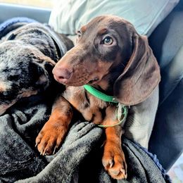 Oscar - Chocolate and cream male Dachshund puppy in Ravenna, Ohio from Valhallah Farms