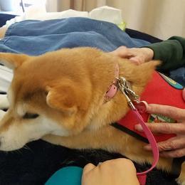 Shiba Inu and Shikoku Kens from Sierra Ohkami Kennel