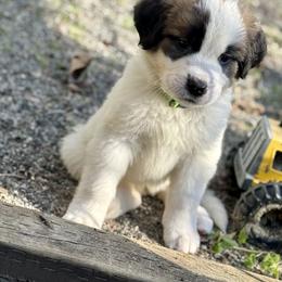 Mint miracle - White and brown female Saint Bernard puppy in Auburn, Washington from Sara’s Saint Bernards