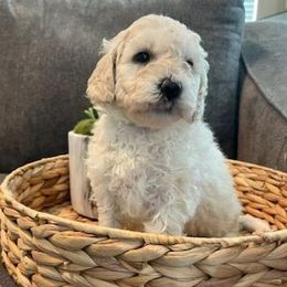 Goldendoodle Puppies from Pacific Goldendoodle, LLC