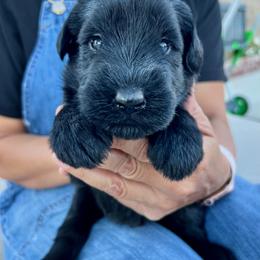 Giant Schnauzer and Miniature Schnauzer Puppies from My Angel Schnauzers