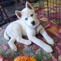 Girl 1 - White female Siberian Husky puppy in Iron River, Wisconsin from Wiemeri Siberians
