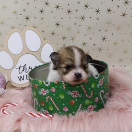 Rose - Cream sable parti female Pomeranian puppy in Concord, California from Eelan’s Poms