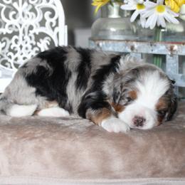 Biscuit - Blue merle male Bernedoodle puppy in Eagle Mountain, Utah from Fur Real Puppies.