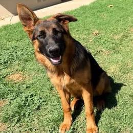 Duke - Black and red male German Shepherd puppy in Whitewater, California from Vom Haus Metzler Shepherds