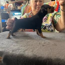 Boy 1 - Black and rust male Miniature Pinscher puppy in Fall City, Washington from Davilg Miniature Pinschers