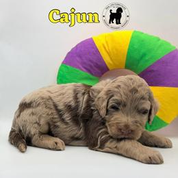 Cajun - Merle male Goldendoodle puppy in Ponchatoula, Louisiana from Real Life Furrytales