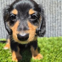 Tucker - Black and tan male Dachshund puppy in Birmingham, Alabama from Mini Doxies Love
